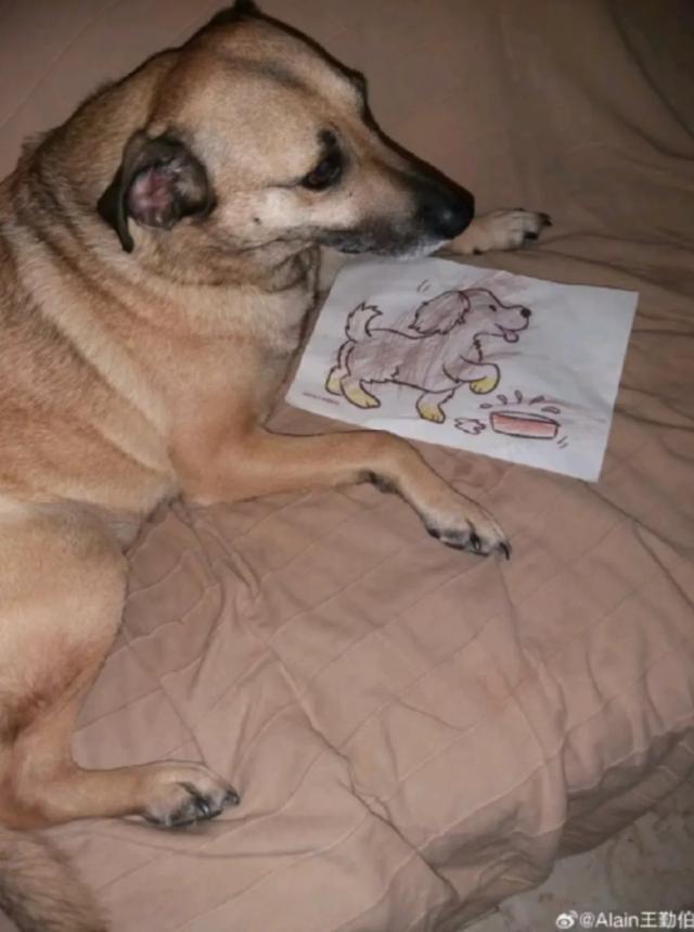 英雄联盟直播-【专栏】王勤伯：内心有狗