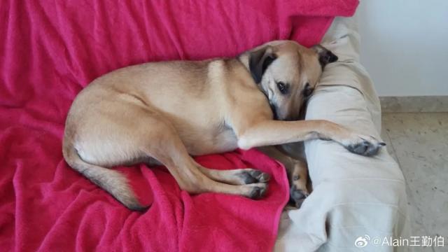 英雄联盟直播-【专栏】王勤伯：内心有狗