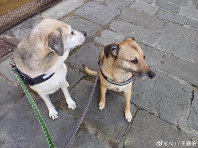 英雄联盟直播-【专栏】王勤伯：内心有狗