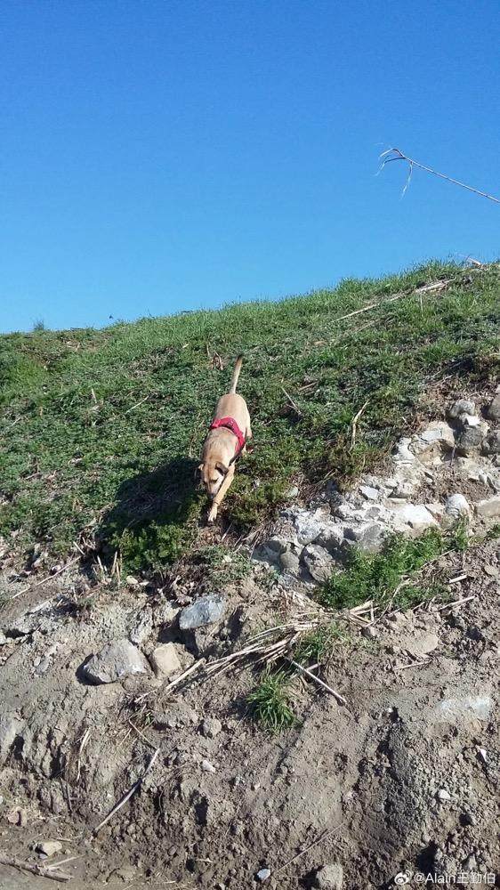 英雄联盟直播-【专栏】王勤伯：内心有狗